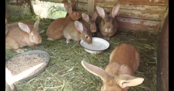 村の祖母の家の国内ウサギ — ストック動画