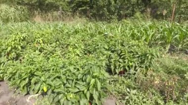 Rural Ukrainian large vegetable garden with multiple plants, fruits and vegetables.