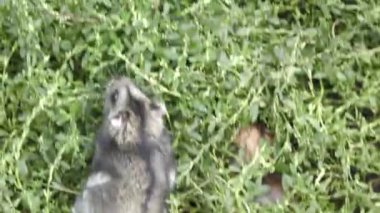 Çimenlerde yürüyen Dzungar hamsterını bana ver..