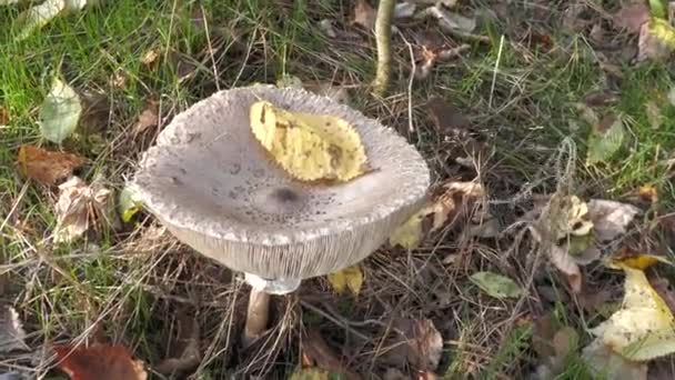 Walk Sunny Fine Day Autumn Forest Autumn Mushrooms — Stock Video