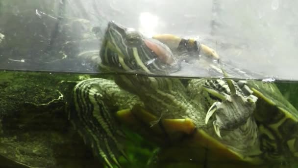 Red Eared Turtle Yellow Bellied Turtle Species Turtle Family American — Stok video
