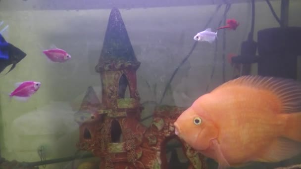 Aquarium Fish Collective Name Taxonomically Heterogeneous Fish Kept Bred Aquariums — Video