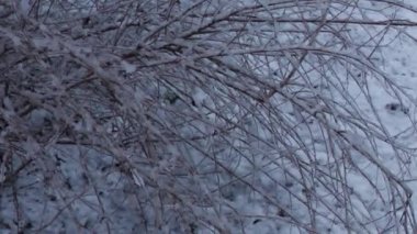 Wet snow before the new year, at least some mood of snow on the eve of the holiday.