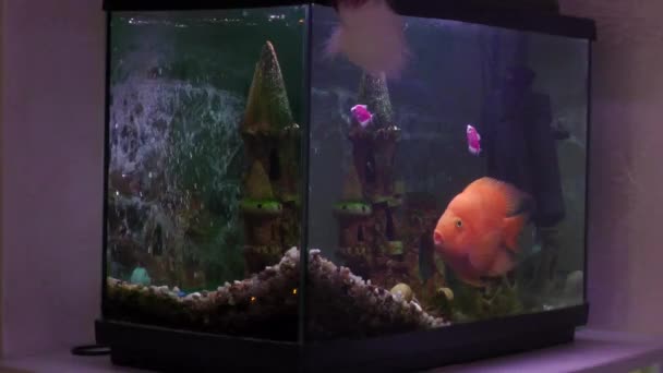 Aquariumvissen Zijn Verzamelnaam Voor Taxonomisch Heterogene Vissen Die Voor Decoratieve — Stockvideo
