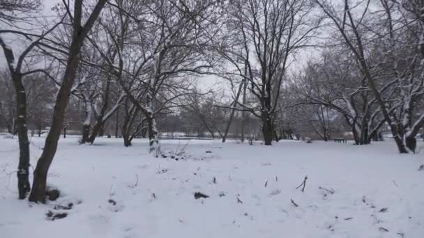 Ukrajina Novomoskovsk 2023 Příroda Nemá Válku Příroda Uspořádala Dovolenou Zimě — Stock video