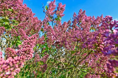 İlkbaharda Ukrayna 'da leylak çiçekleri, Novomoskovsk.