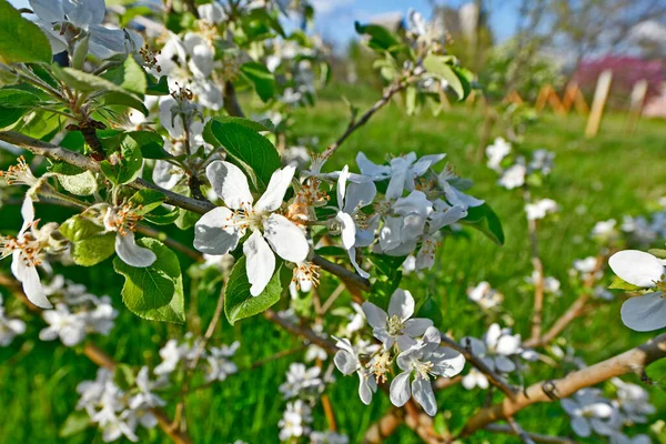 Blommande Trädgård Fruktträd Tomt Landet — Stockfoto