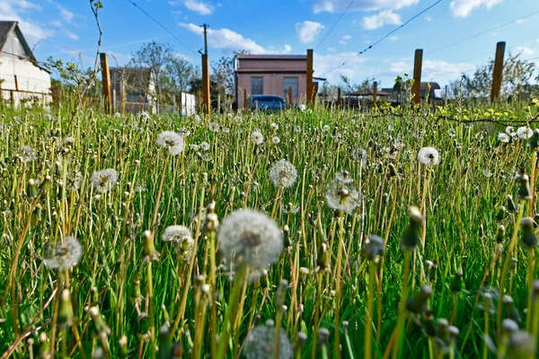 Der Gesamte Vorstadtbereich Des Rasens Ist Mit Tausenden Von Löwenzahn — Stockfoto