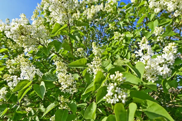 stock image Lilac flowers in spring Ukraine, Novomoskovsk.