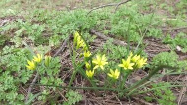 Orman ilkbaharın başlarında, doğa uyanır çiçekler büyür..