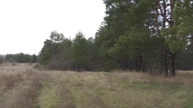 Orman ilkbaharın başlarında, doğa uyanır çiçekler büyür..