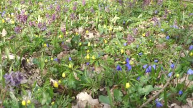 Orman ilkbaharın başlarında, doğa uyanır çiçekler büyür..