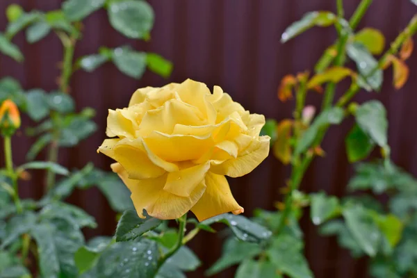 Une Belle Rose Jaune Fleuri Sur Terrain Maison — Photo