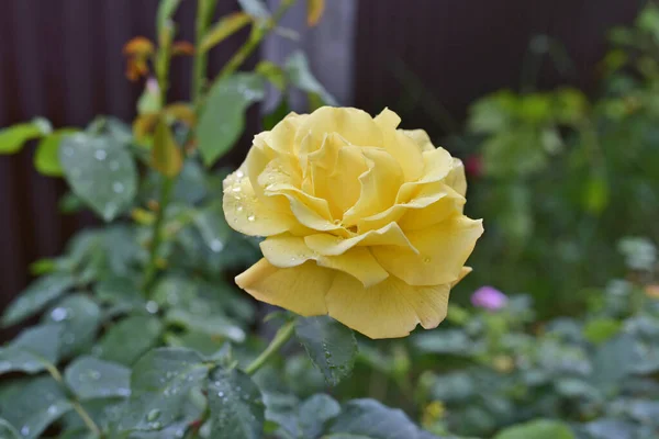 Une Belle Rose Jaune Fleuri Sur Terrain Maison — Photo
