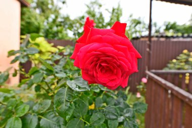 Rosa, insan tarafından yetiştirilen ve vahşi doğada büyüyen Rosehip cinsinin temsilcilerinin ve türlerinin ortak adıdır..