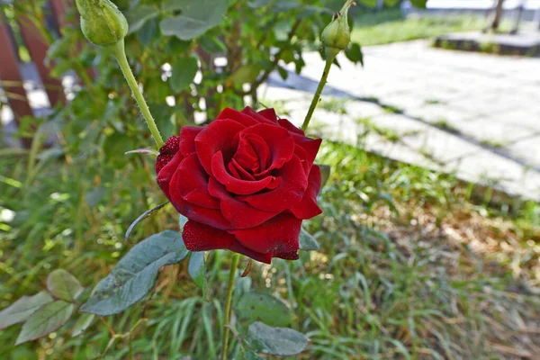 罗莎是玫瑰属的代表种和品种的统称 由人类种植 生长在野外 — 图库照片