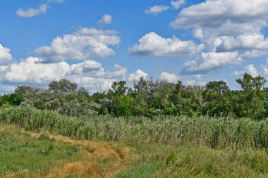 Doğu Ukrayna nehrinin kıyısındaki ormandaki güzel yaz manzaraları.