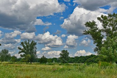 Doğu Ukrayna nehrinin kıyısındaki ormandaki güzel yaz manzaraları.