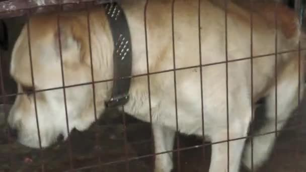 Yetişkin Büyük Bir Orta Asya Çoban Köpeği — Stok video