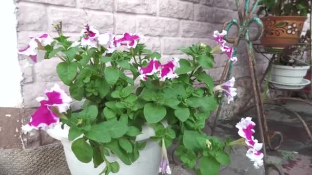 Όμορφα Λουλούδια Μια Προαστιακή Περιοχή Στην Ανατολική Ουκρανία — Αρχείο Βίντεο