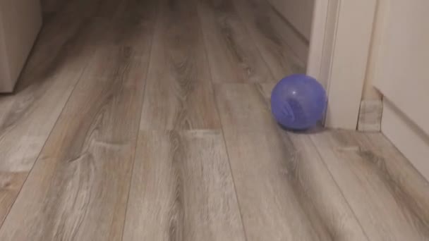 Sebuah Hamster Djungarian Dalam Bola Berjalan Sekitar Apartemen — Stok Video