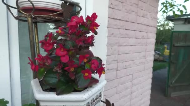 Όμορφα Λουλούδια Μια Προαστιακή Περιοχή Στην Ανατολική Ουκρανία — Αρχείο Βίντεο