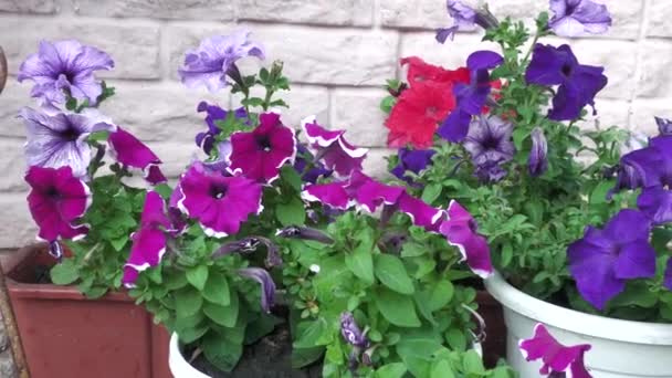 Gyönyörű Virágok Egy Külvárosi Területen Kelet Ukrajnában — Stock videók