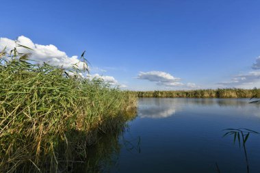 Doğu Ukrayna 'da bir sonbahar gölünün kıyısında..