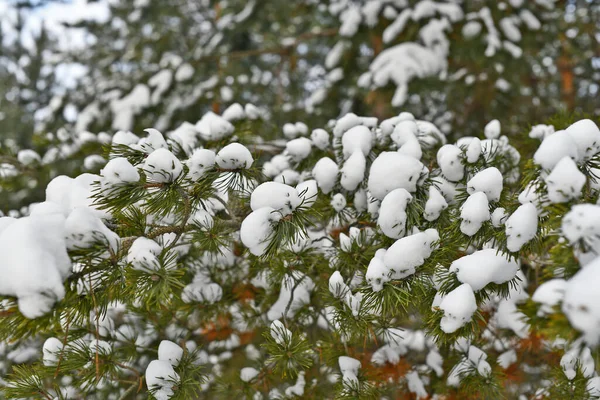 Snow-covered spruce trees stand in New Year\'s silver, And like white beds, Snowdrifts lie in the semi-darkness.