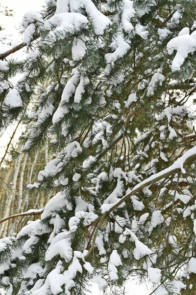 Snow-covered spruce trees stand in New Year\'s silver, And like white beds, Snowdrifts lie in the semi-darkness.