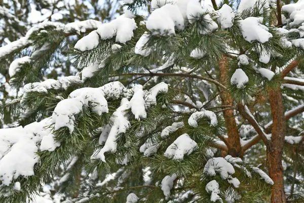 Snow-covered spruce trees stand in New Year\'s silver, And like white beds, Snowdrifts lie in the semi-darkness.