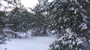 Doğu Ukrayna 'da karla kaplı çam ormanı.