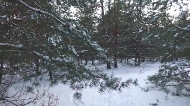 Doğu Ukrayna 'da karla kaplı çam ormanı.