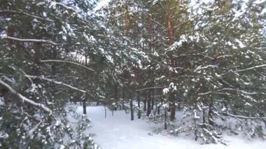 Doğu Ukrayna 'da karla kaplı çam ormanı.