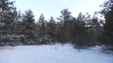 Doğu Ukrayna 'da karla kaplı çam ormanı.