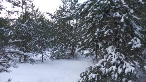 ウクライナ東部の雪に覆われた松林 — ストック動画