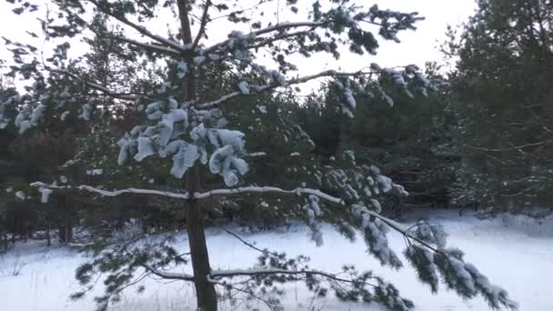 乌克兰东部被雪覆盖的松树林 — 图库视频影像