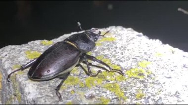 Geyik böceği, erkek böcekgiller (Lucanus) familyasından bir böcektir. Avrupa 'da bulunan en büyük böcektir.