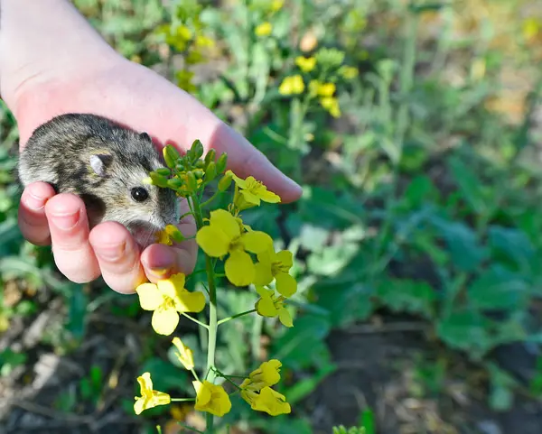 stock image Djungarians are miniature hamsters native to the steppes and semi-deserts of Siberia and the Caucasus. Due to their small size, they are the favorites of many children.