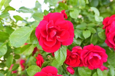 Güzel bahar çiçekleri. Çiçek, tohumların ve çeşitli meyvelerin oluşumu yoluyla üreme işlevini yerine getiren bir bitkinin organıdır.. 