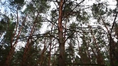 Çam ormanı, çam ağacı koruluğu, ormanları oluşturan ana türün çam olduğu bir ormandır. Bitmeyen yeşil bir kozalaklı ormandır..