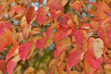 Sonbahar ormanlarında sarı ve kırmızı güzel sonbahar yaprakları.