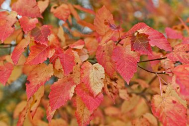 Sonbahar ormanlarında sarı ve kırmızı güzel sonbahar yaprakları.