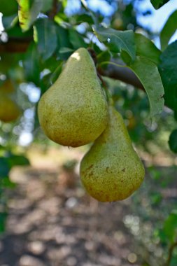 Köydeki büyükannemin bahçesinde lezzetli ve güzel armut hasadı..