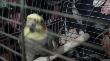 Papağan, papağangiller familyasından Nymphicus familyasından bir kuş türü..