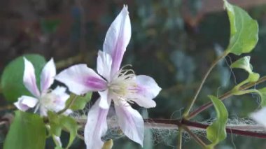 Clematis, düğün çiçeği familyasının uzun ömürlü bir bitkisidir. Subtropikal ve orta enlem bölgelerinde iyi yetişir ve klematis ve söğüt olarak da bilinir..