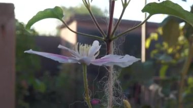 Clematis, düğün çiçeği familyasının uzun ömürlü bir bitkisidir. Subtropikal ve orta enlem bölgelerinde iyi yetişir ve klematis ve söğüt olarak da bilinir..