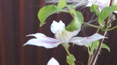Clematis, düğün çiçeği familyasının uzun ömürlü bir bitkisidir. Subtropikal ve orta enlem bölgelerinde iyi yetişir ve klematis ve söğüt olarak da bilinir..