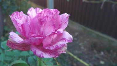 Gül alışılmadık bir bitkidir. Bir tanrıça, bir kraliçe, bir ilham perisi ve bir primadonna. Her açıdan mükemmel ve gerçekten ideal. Antik çağlardan beri güneşin, tutkunun ve Eros 'un güzel bahçesinin kişileştirilmesidir..