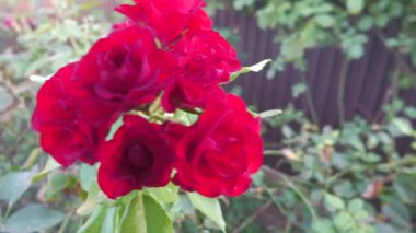 Gül alışılmadık bir bitkidir. Bir tanrıça, bir kraliçe, bir ilham perisi ve bir primadonna. Her açıdan mükemmel ve gerçekten ideal. Antik çağlardan beri güneşin, tutkunun ve Eros 'un güzel bahçesinin kişileştirilmesidir..